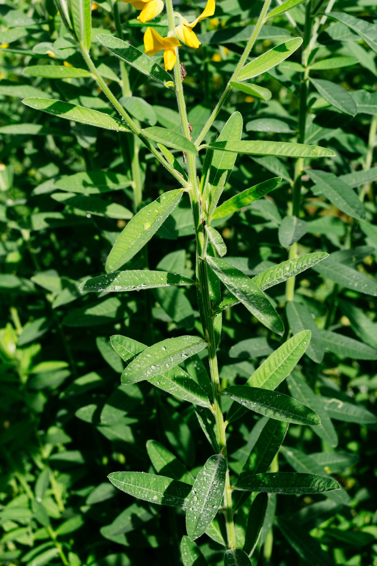 Sunn Hemp