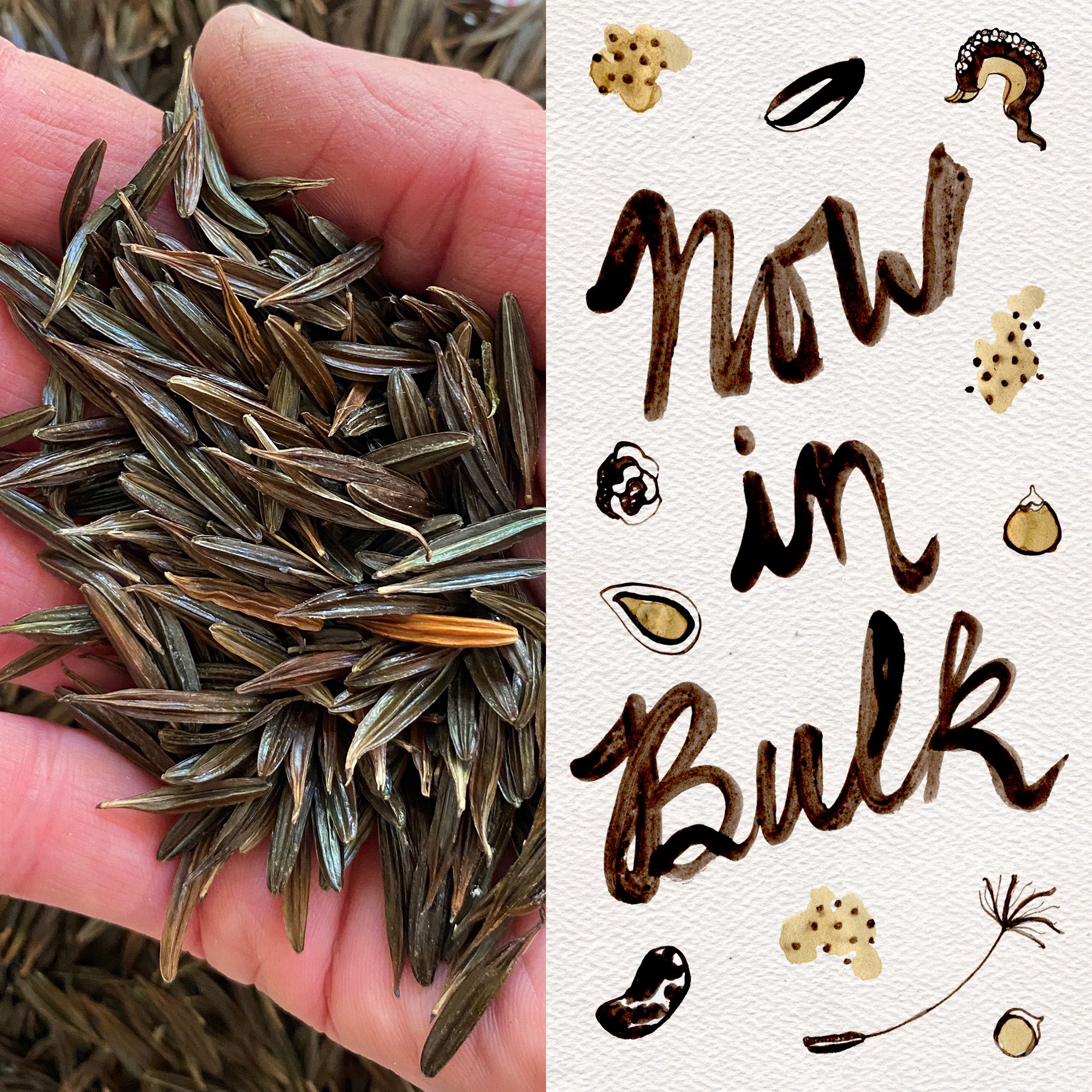 bulk garden seeds Sweet Cicely / Garden Myrrh Seeds BULK: 350 Seeds (0.5 ounce), OG
