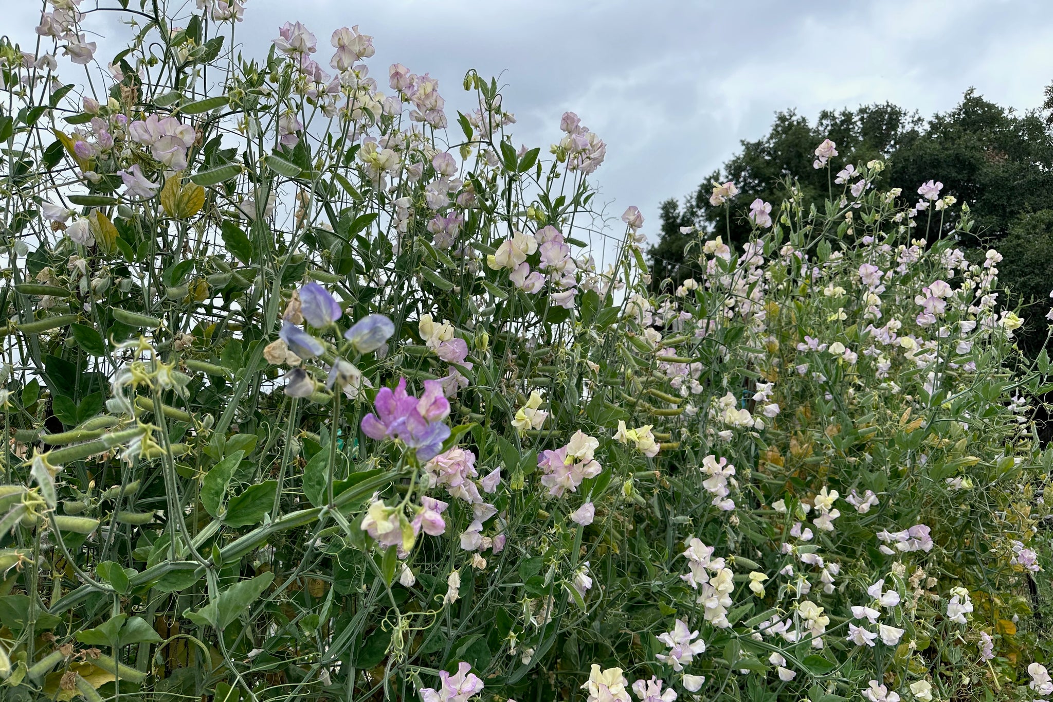 best seeds to plant in april April in Paris Sweet Pea Seeds