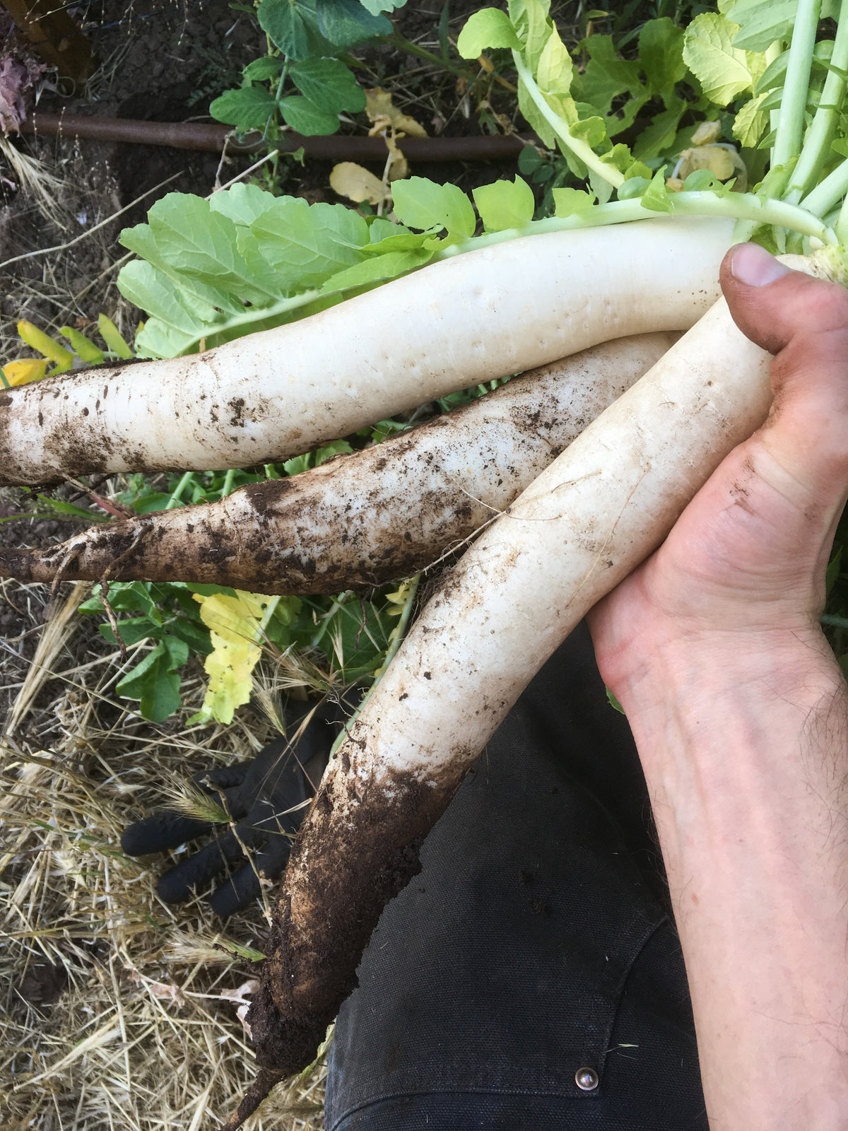 Daikon Radish