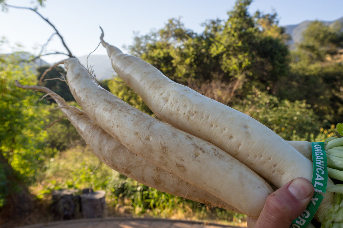 Daikon Radish