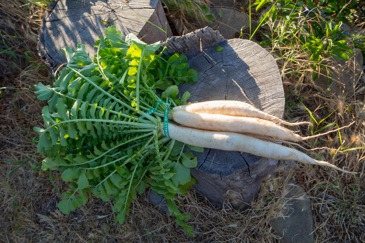 Daikon Radish