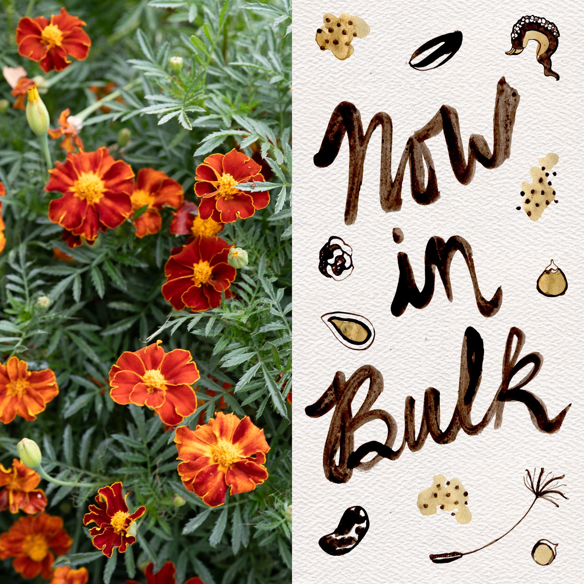 marigold bulk seeds Tashkent Marigold BULK: 2,500 seeds (0.5 ounce)