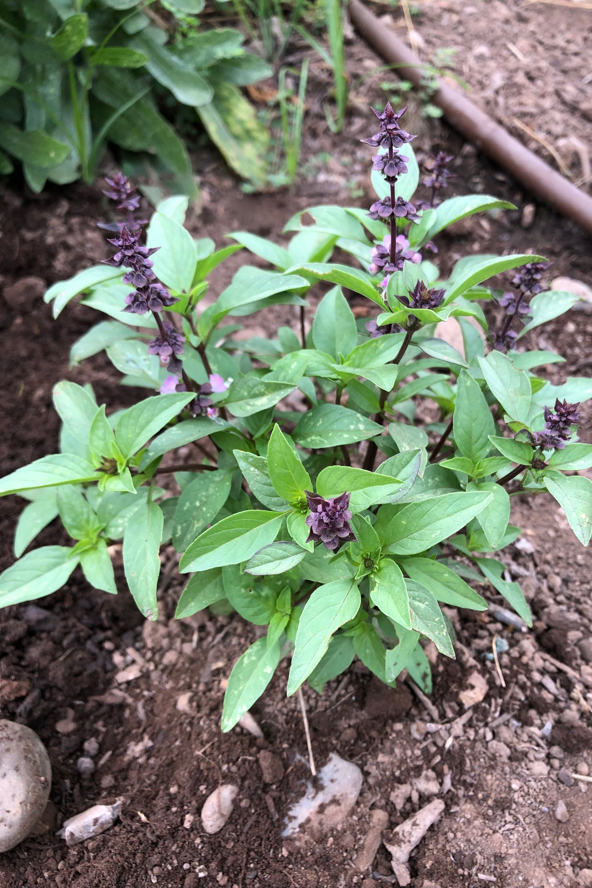 planting thai basil seeds Thai Basil Seeds