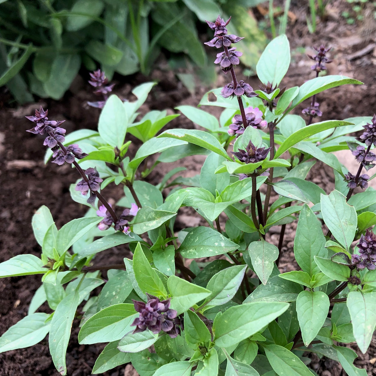 Thai Basil
