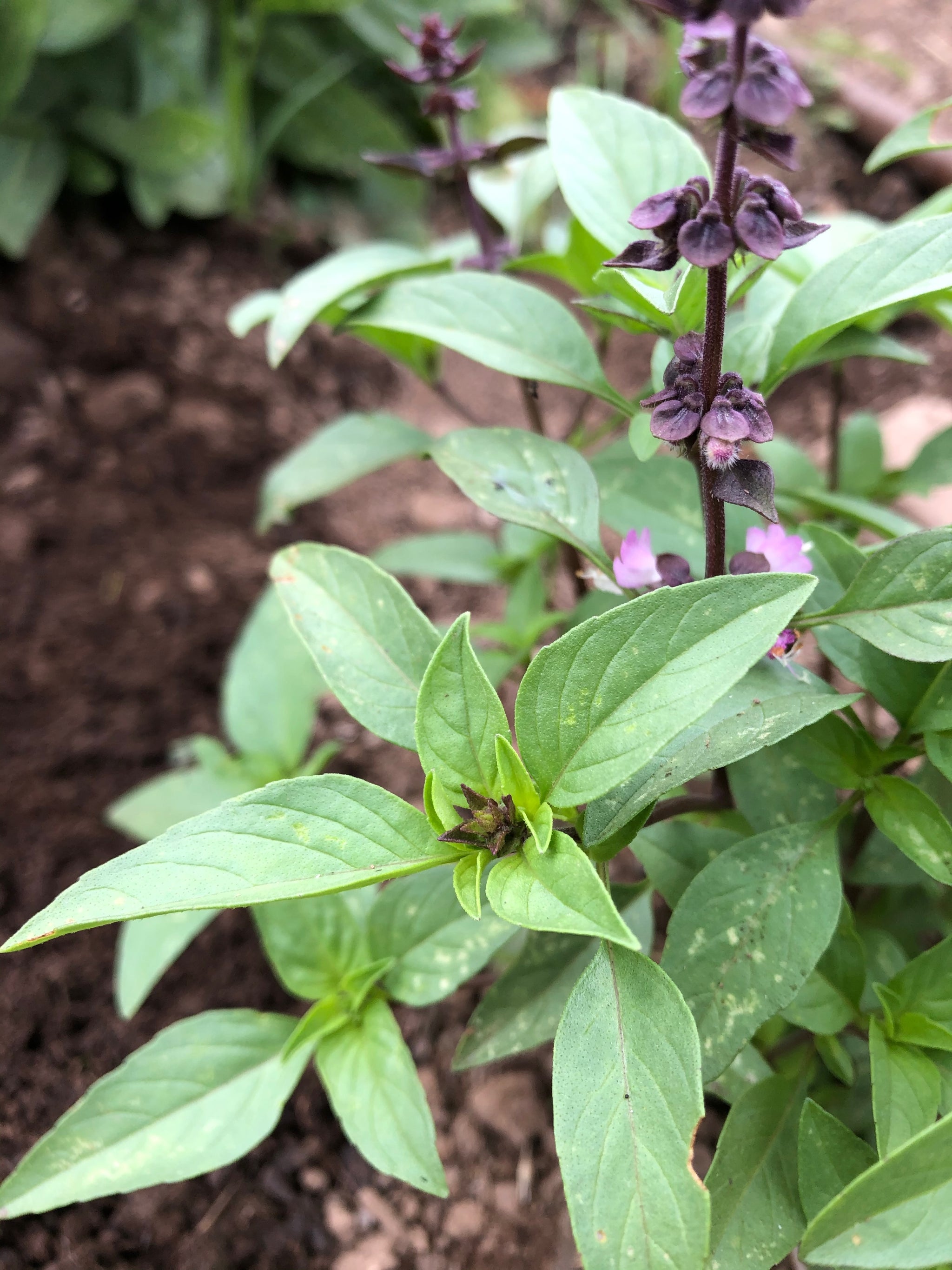 basil seed plant Thai Basil Seeds