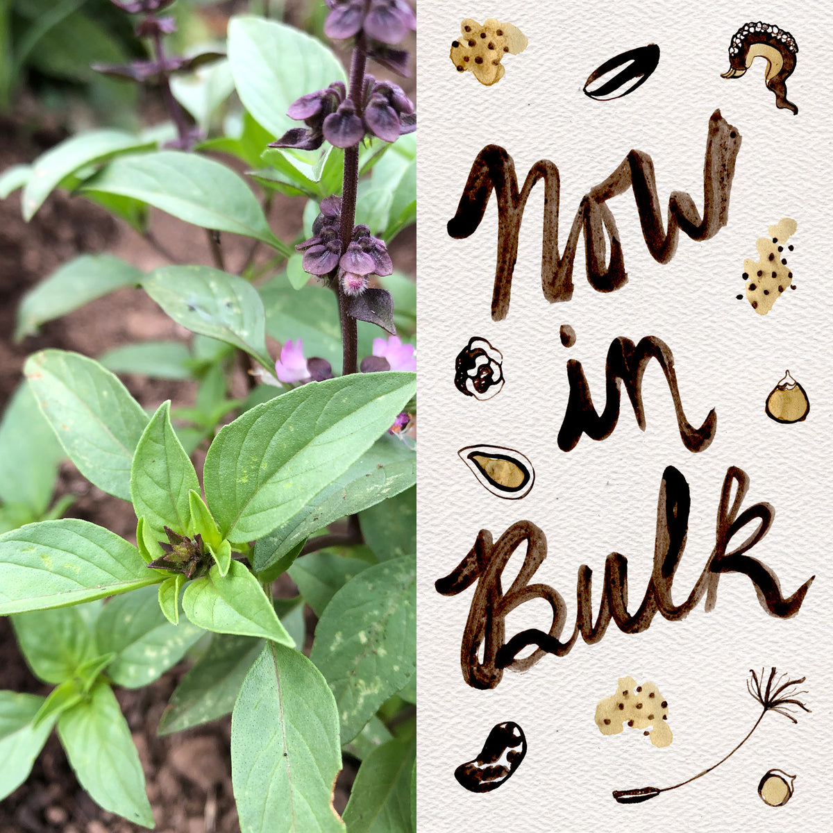 Thai Basil