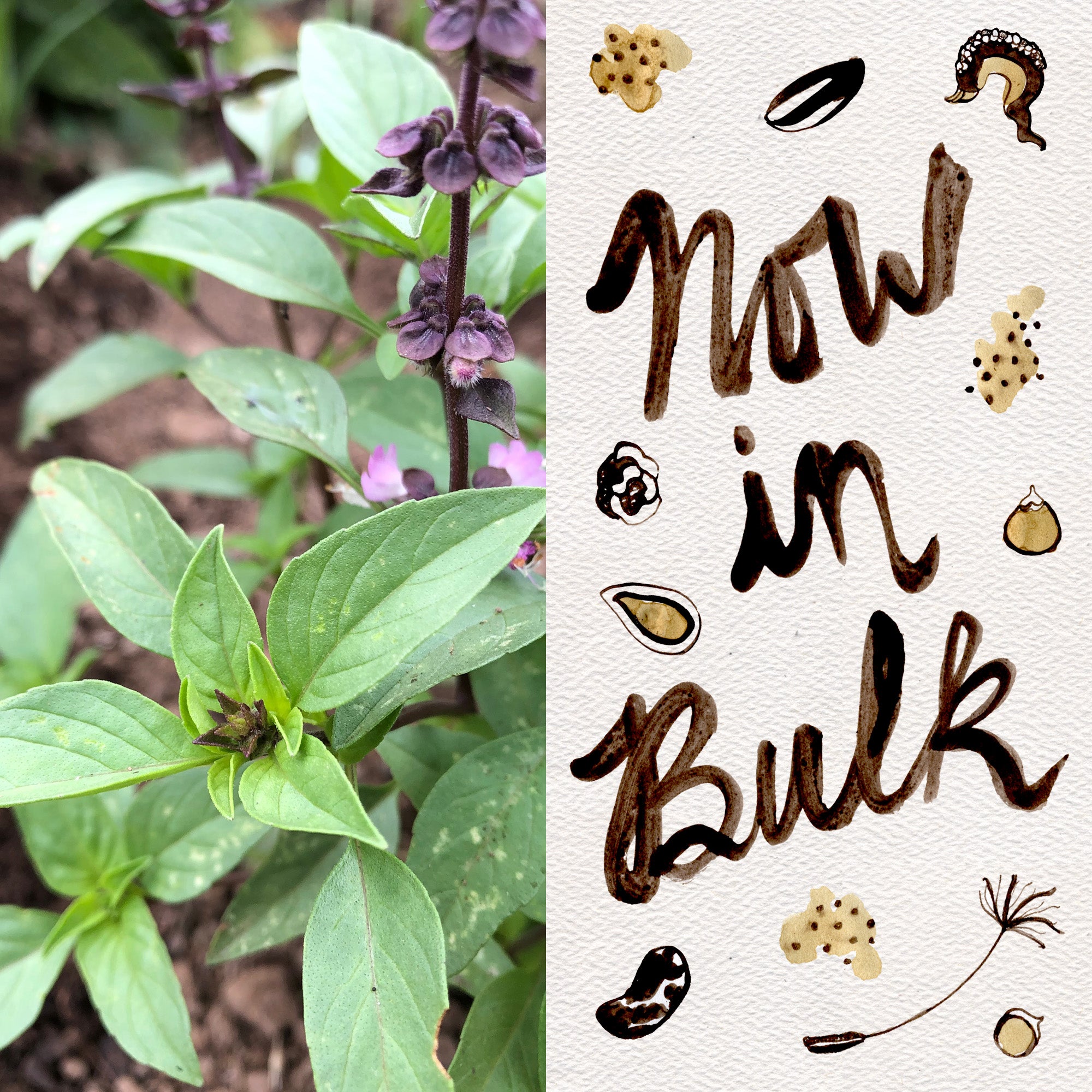 plant thai basil seeds Thai Basil Seeds