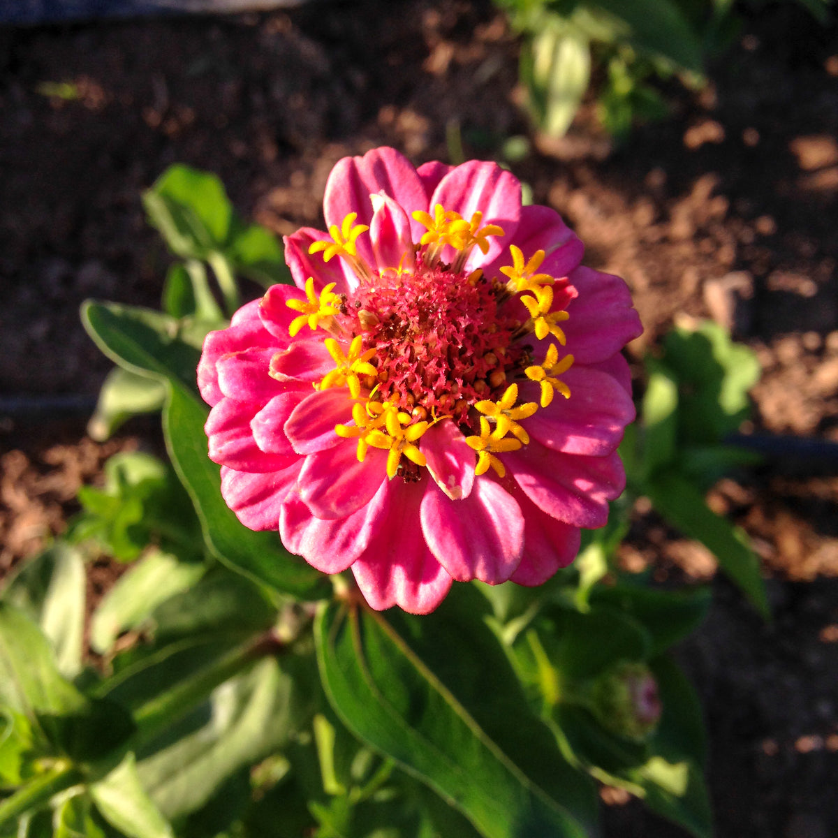 Thumbelina Zinnia Flower