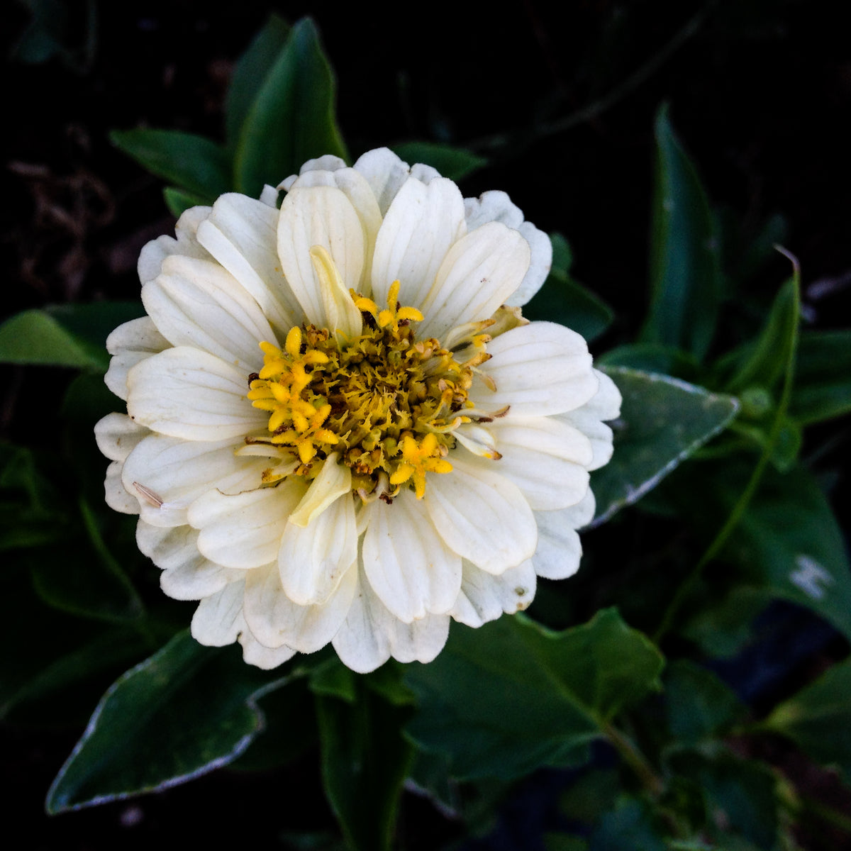 Thumbelina Zinnia Flower
