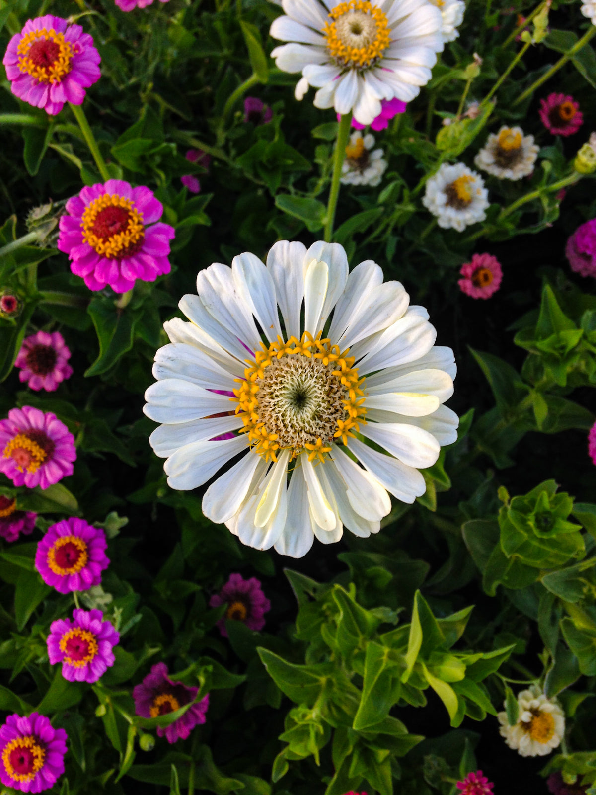 Thumbelina Zinnia Flower