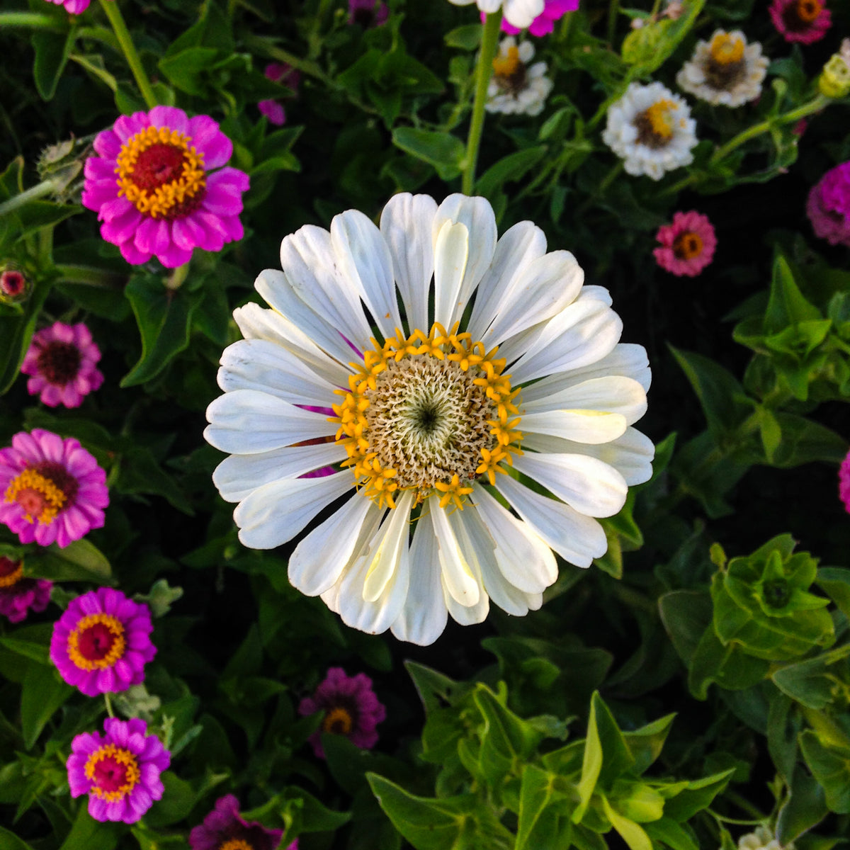 Thumbelina Zinnia Flower