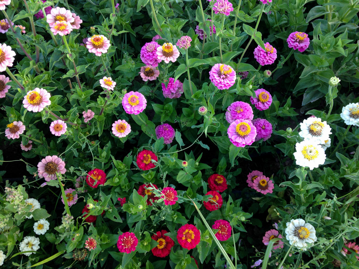 Thumbelina Zinnia Flower