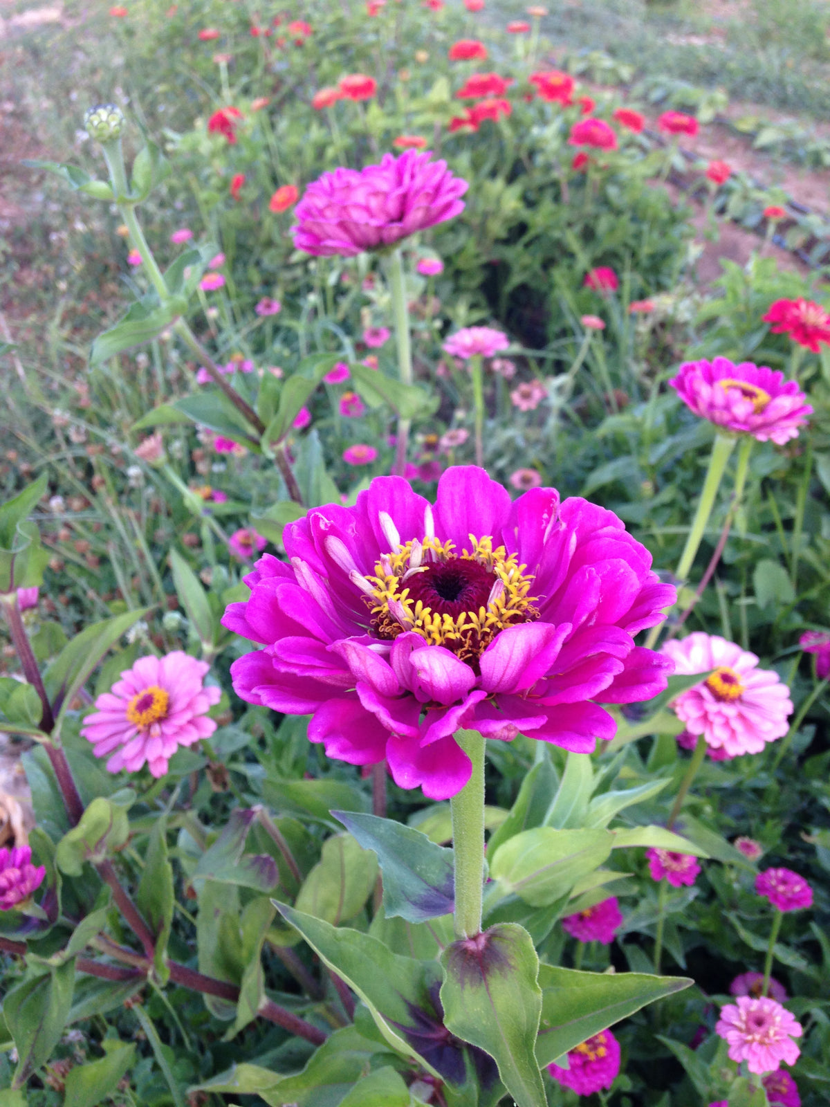Thumbelina Zinnia Flower