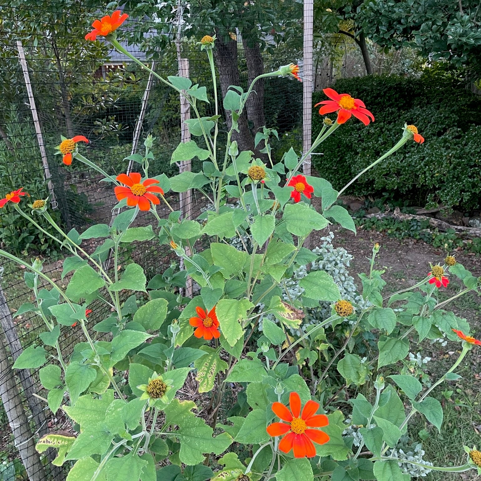 mexican sunflower seed planting Tithonia / Mexican Sunflower Seeds