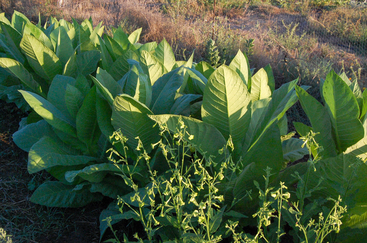 Virginia Tobacco Seed (Tabacum species)