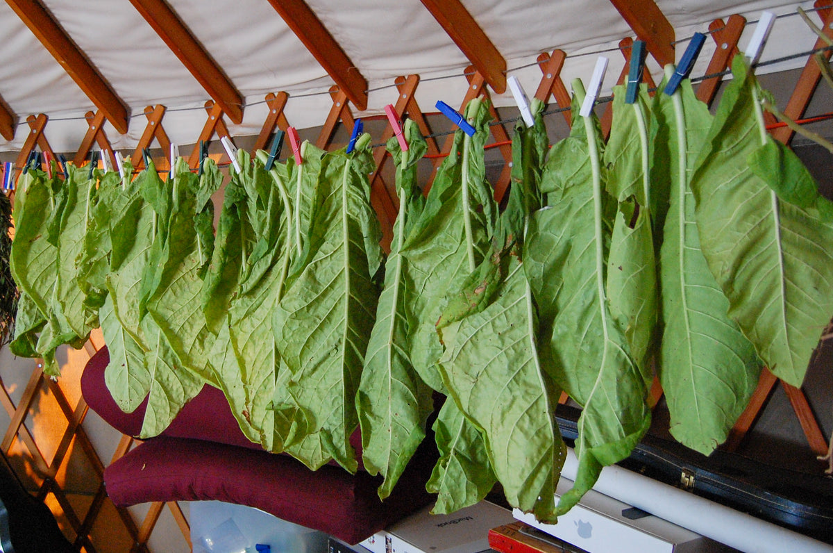 Virginia Tobacco Seed (Tabacum species)