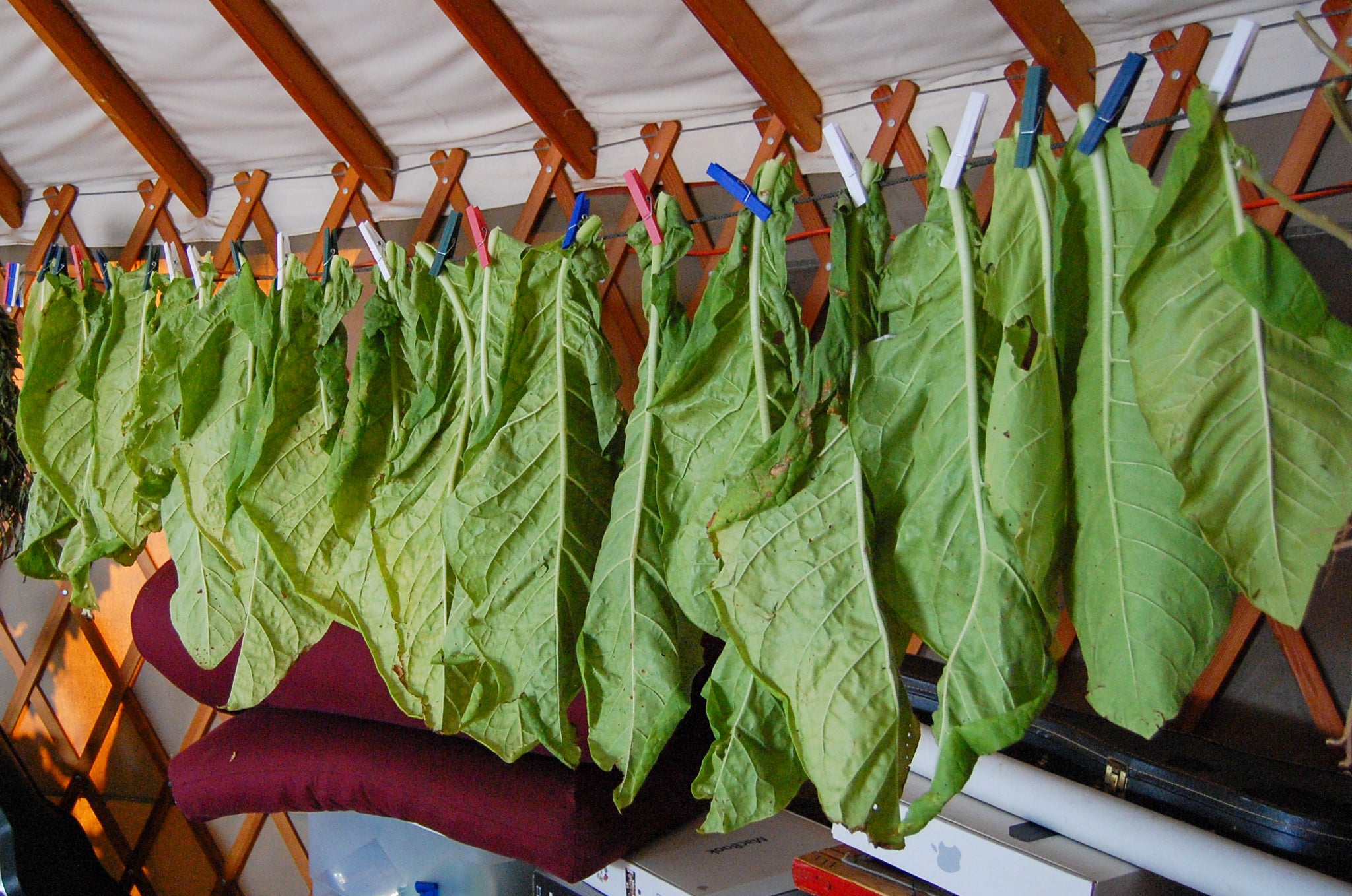bulimba variety & tobacco Virginia Tobacco Seed (Tabacum species) bulimba variety & tobacco Virginia Tobacco Seed (Tabacum species)
