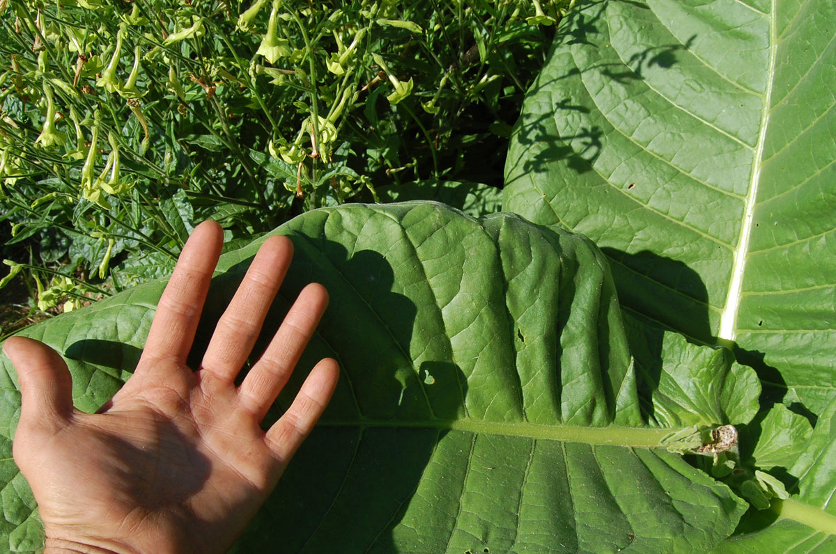 Virginia Tobacco Seed (Tabacum species)