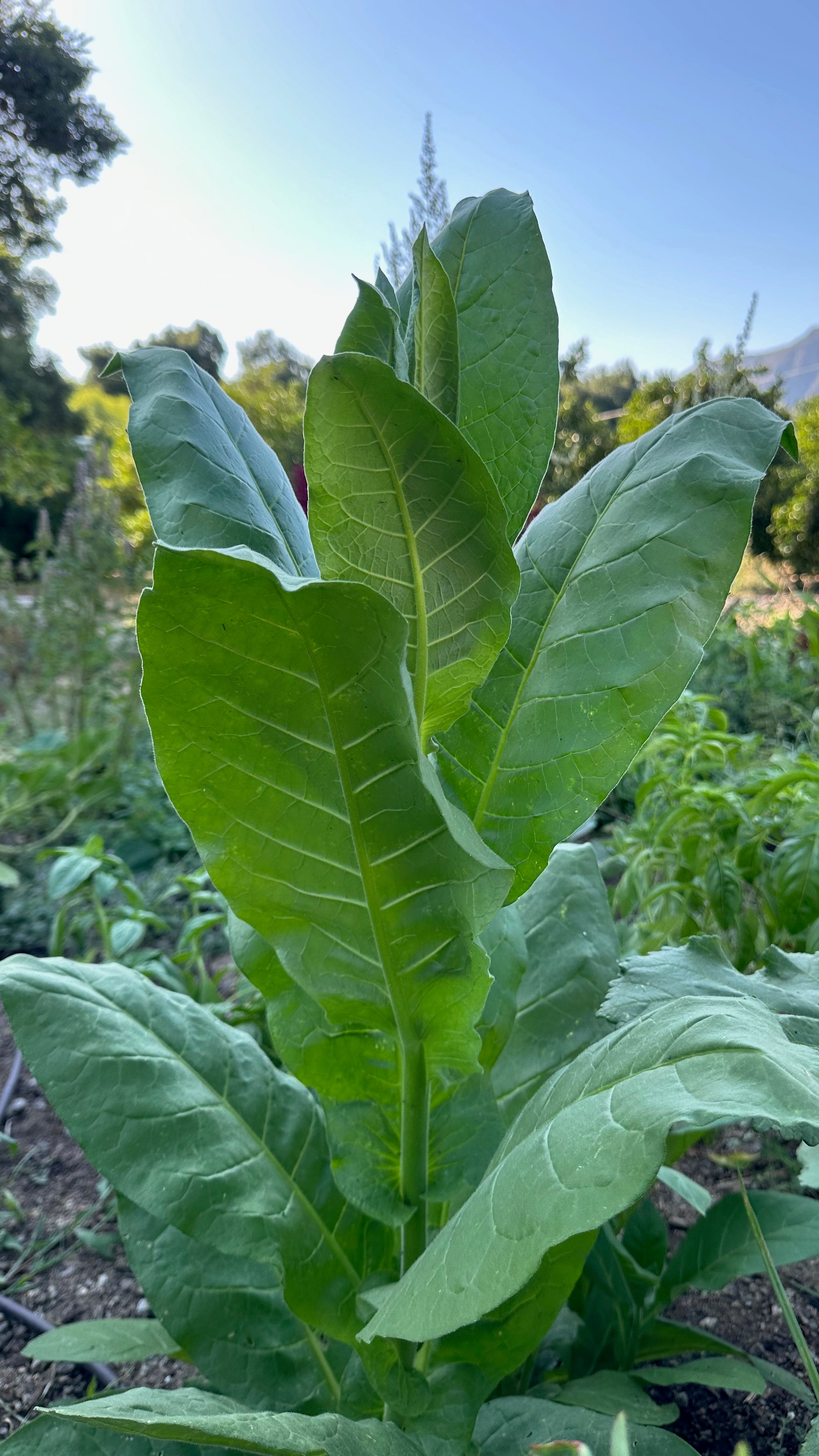 tobacco leaves growing : 6 Steps (with Pictures) Choosing the Right Tobacco Variety