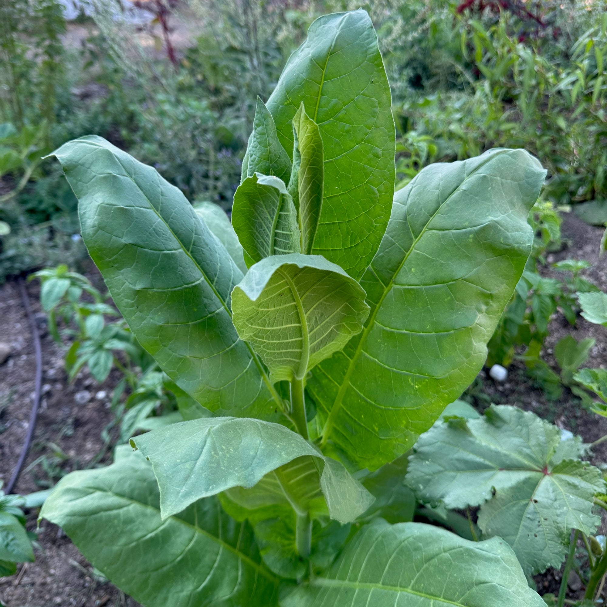 tobacco rustica seeds Farmers' tobacco (Nicotiana rustica) seeds – Buy seeds tobacco rustica seeds Farmers' tobacco (Nicotiana rustica) seeds – Buy seeds