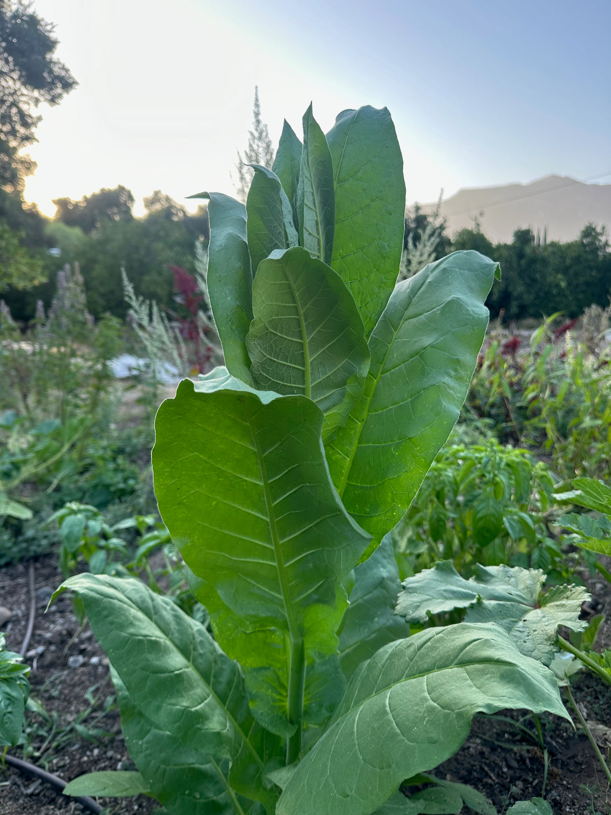 Shirazi Tobacco Seed