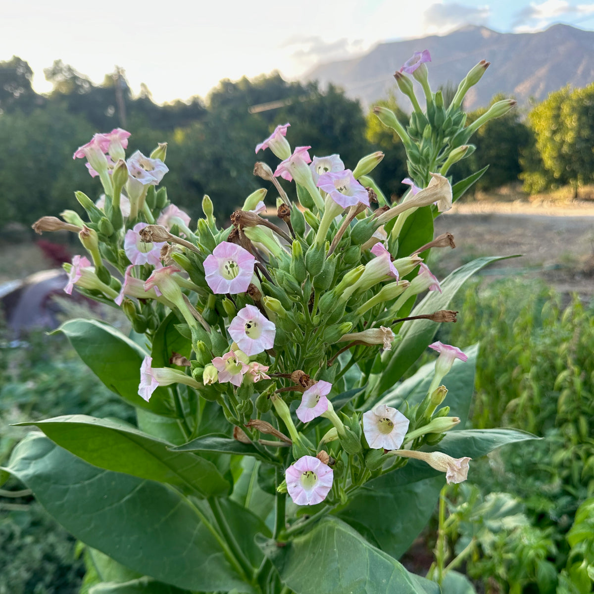 Shirazi Tobacco Seed