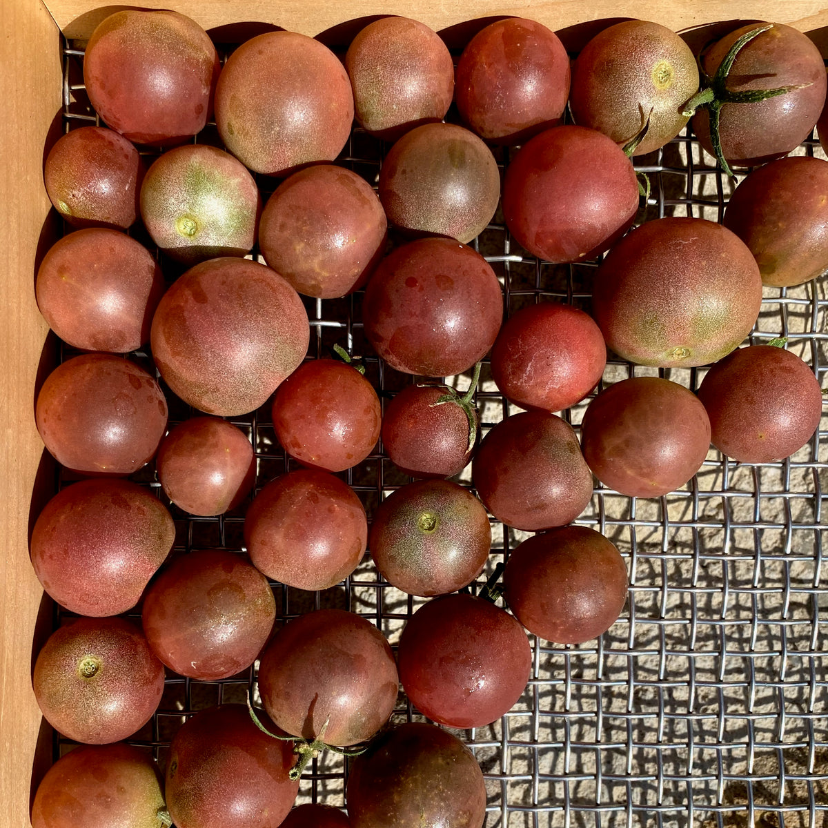 Tomato Seed Collection - Seven Packets