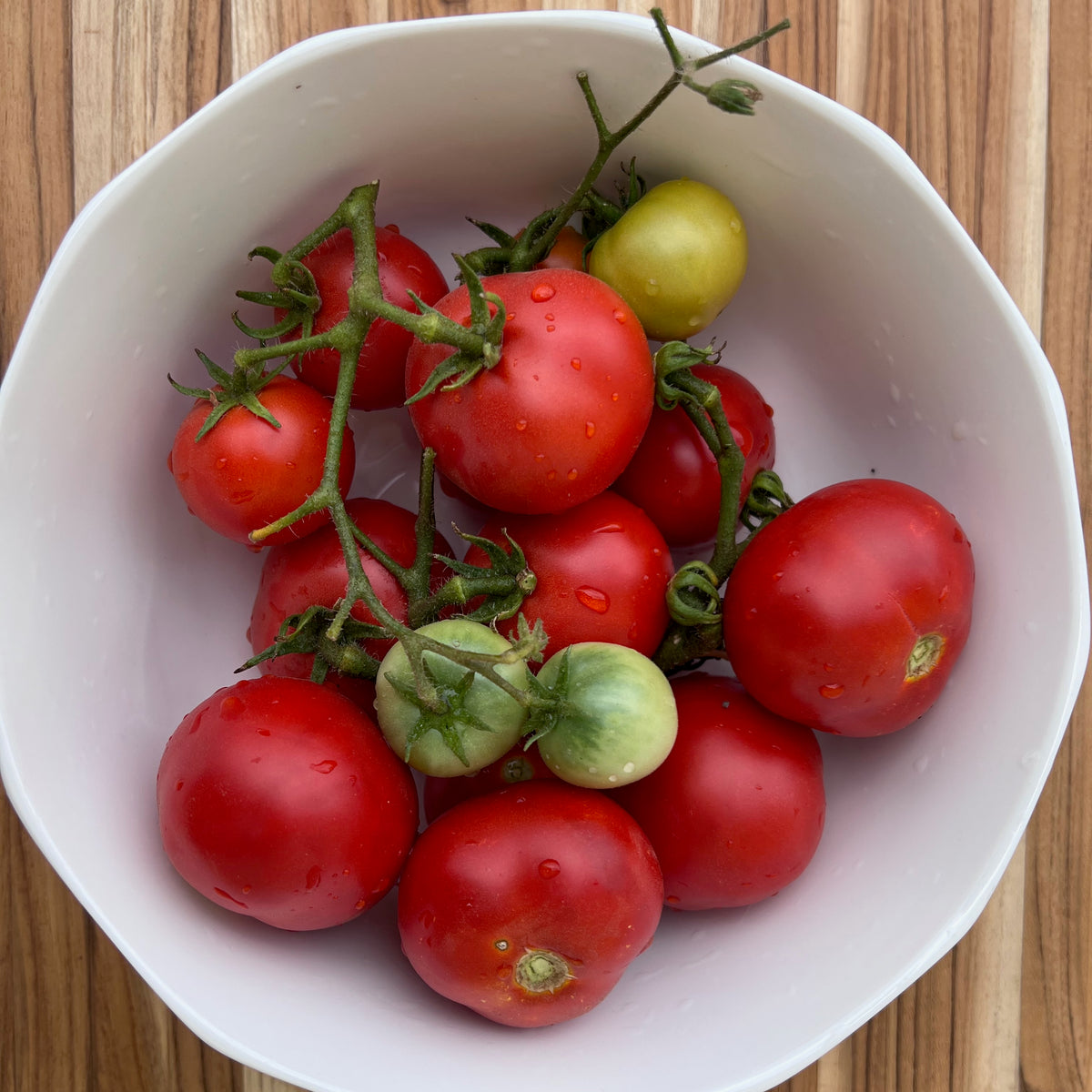 Tomato Seed Collection