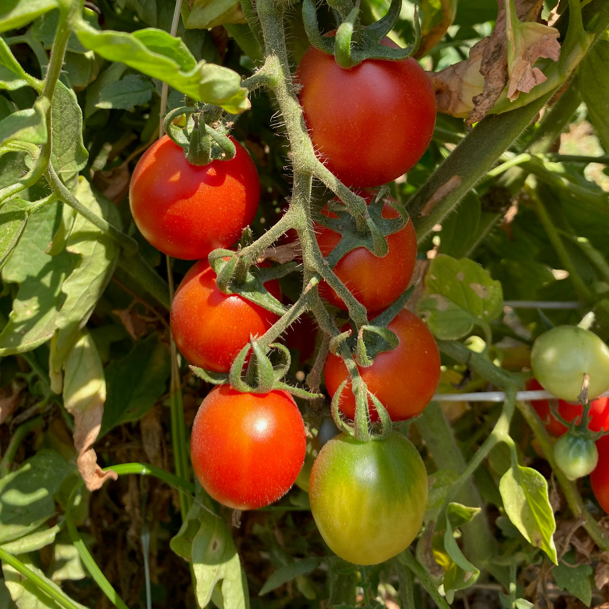 Tomato Seed Collection