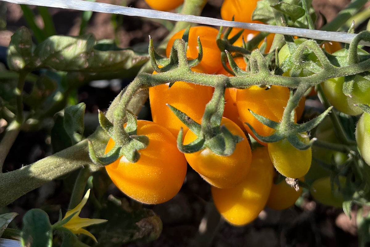 Sweet Yellow Datterino Tomato