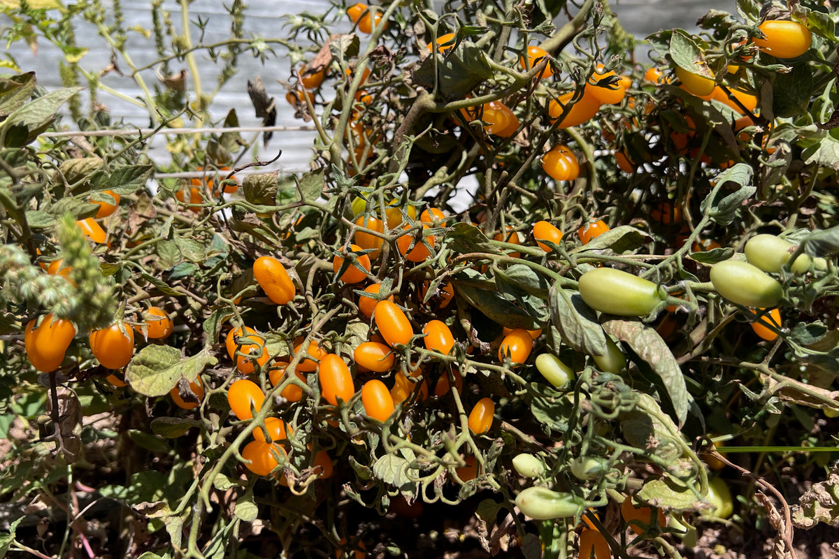 Sweet Yellow Datterino Tomato