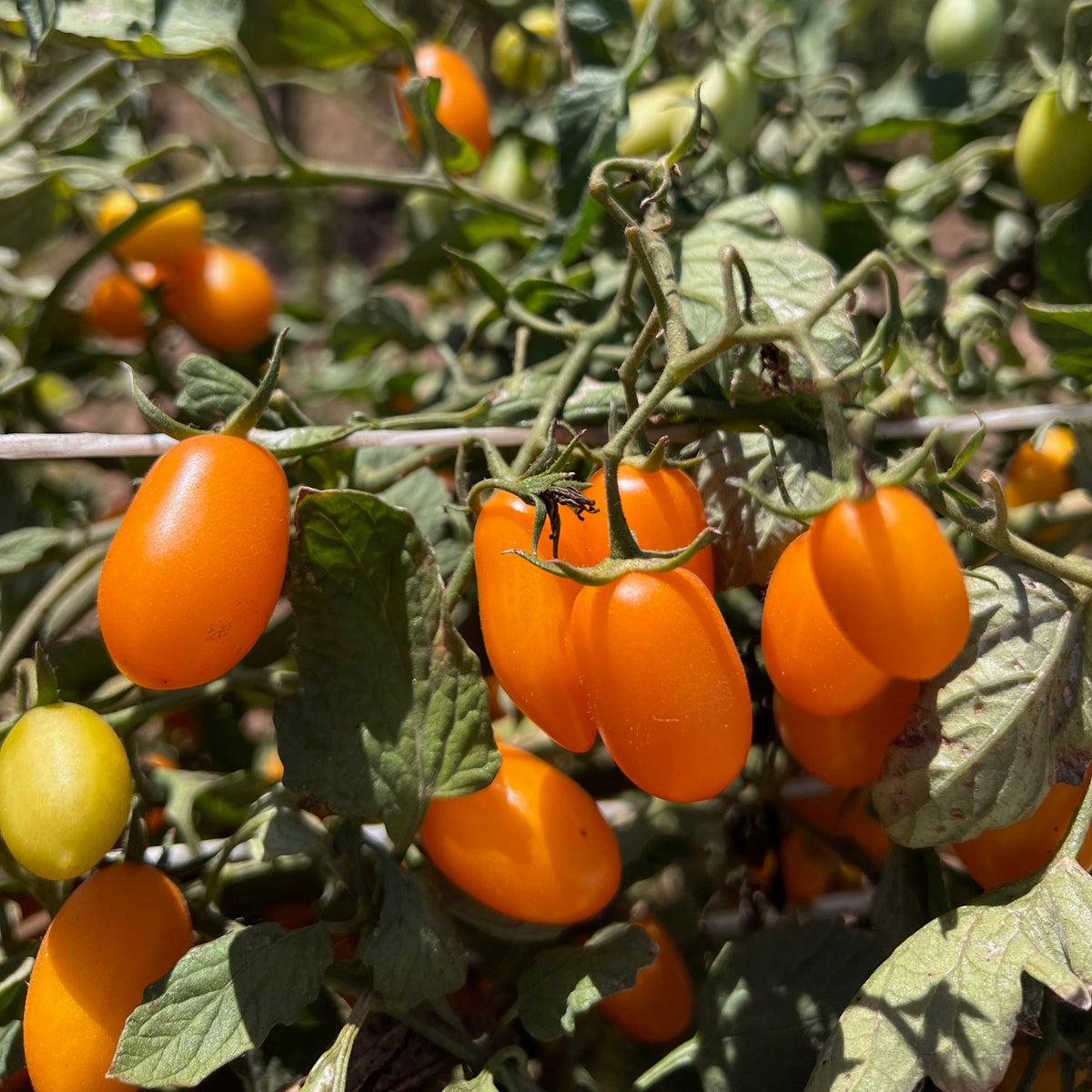 Sweet Yellow Datterino Tomato