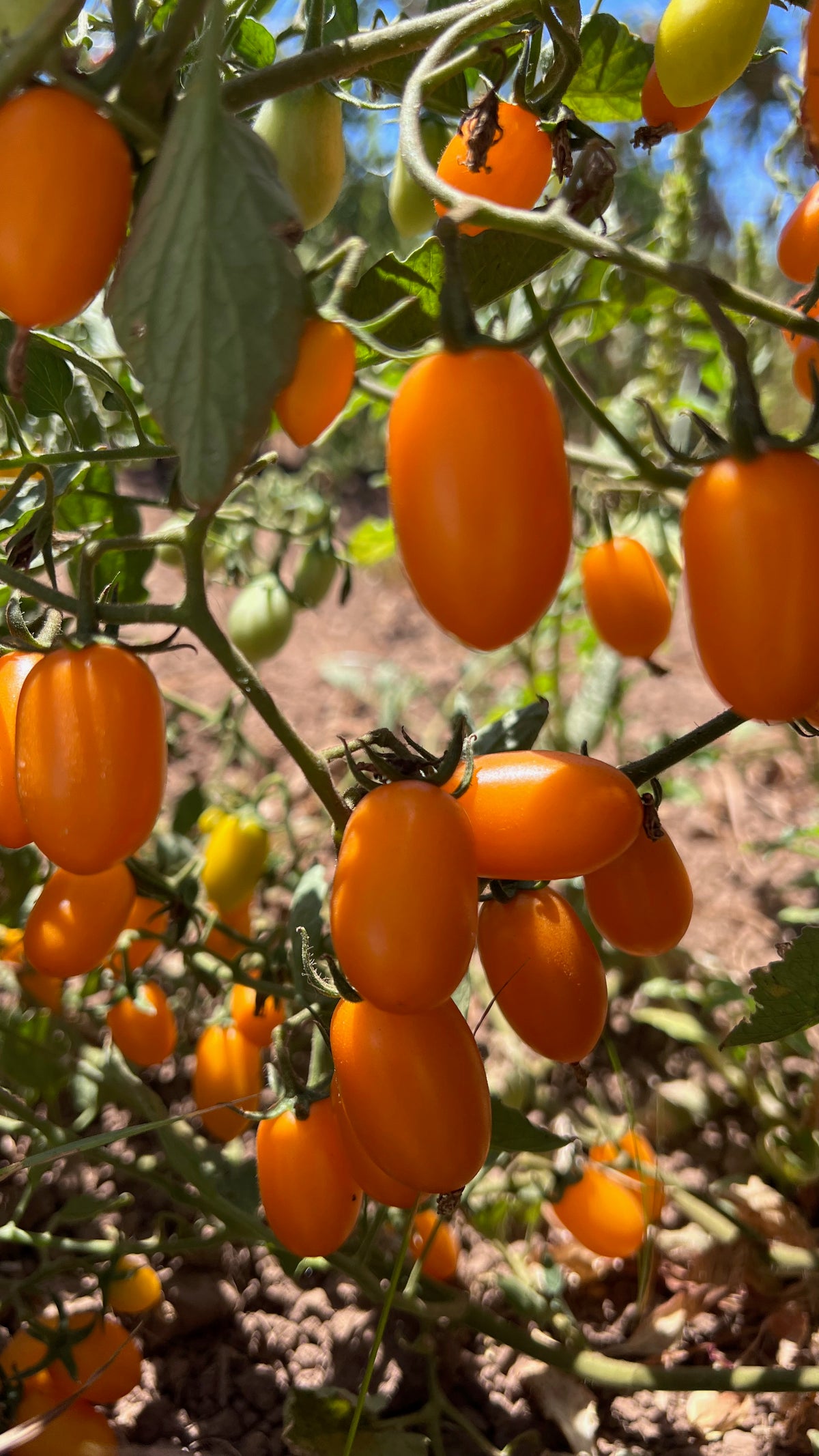 Sweet Yellow Datterino Tomato