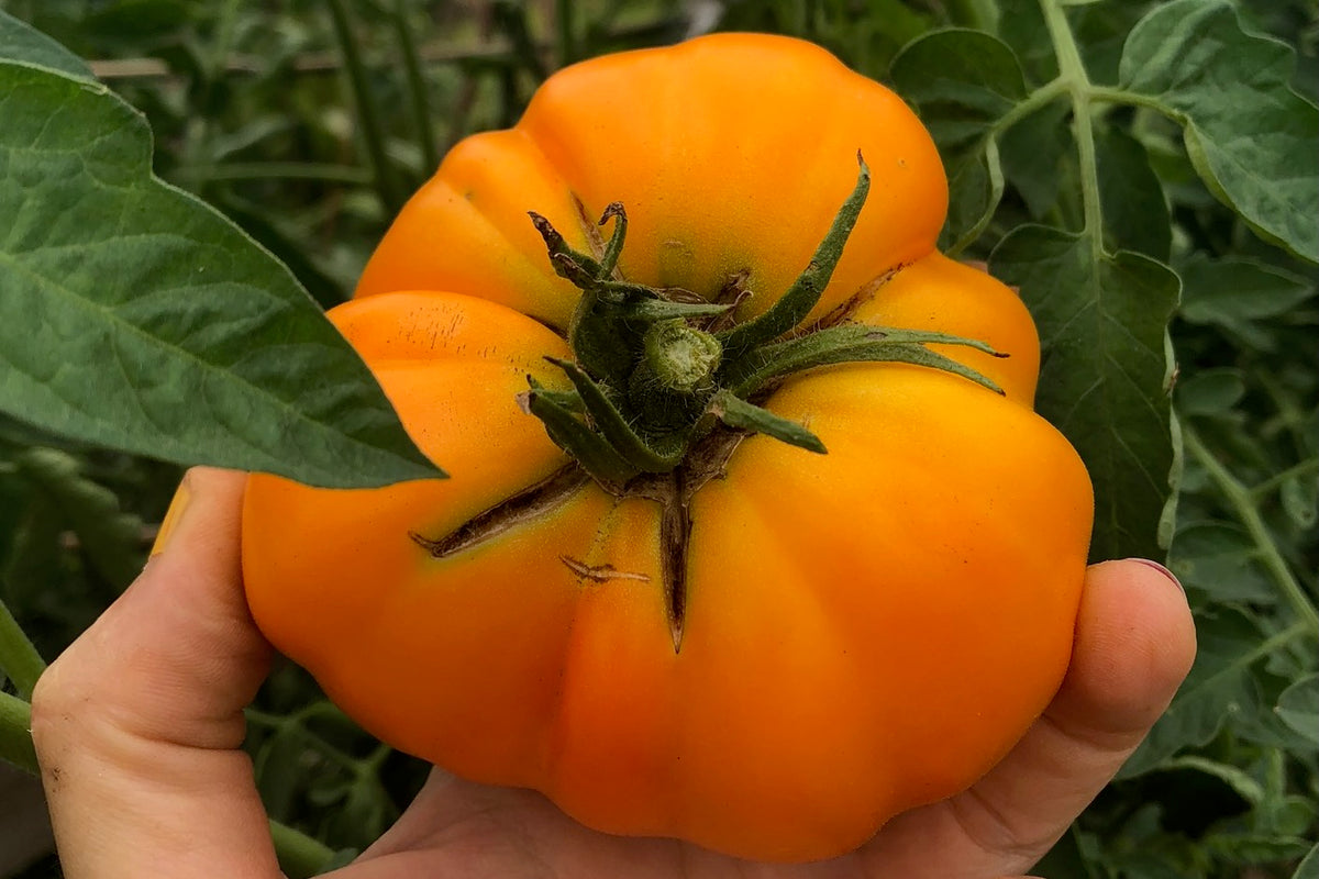 Siskiyou Orange Tomato closeup pleated