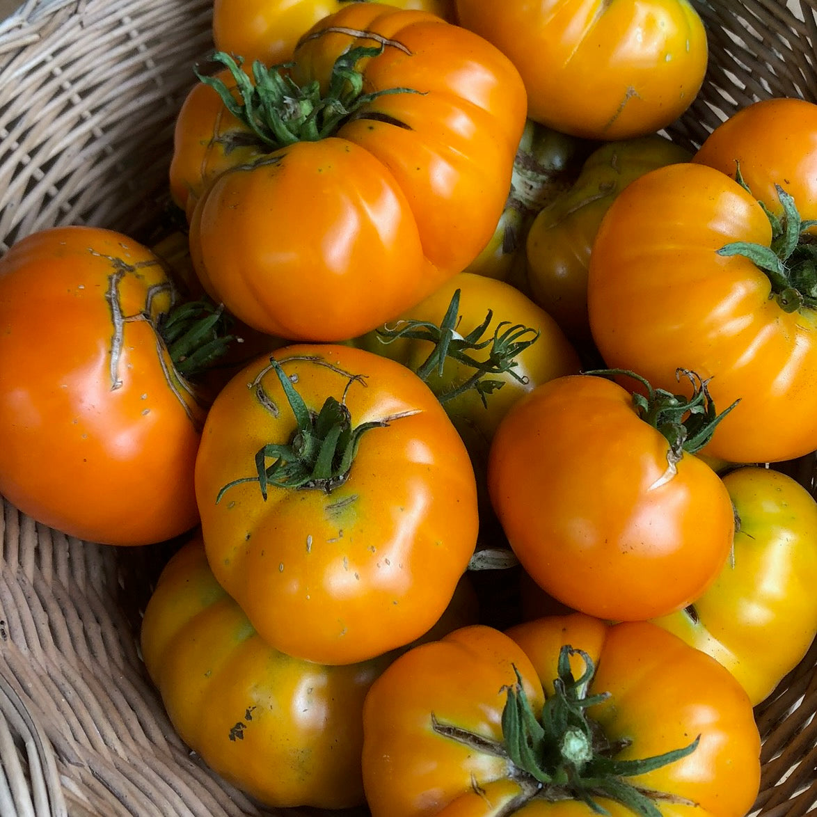 Siskiyou Orange Tomatoes in a basket
