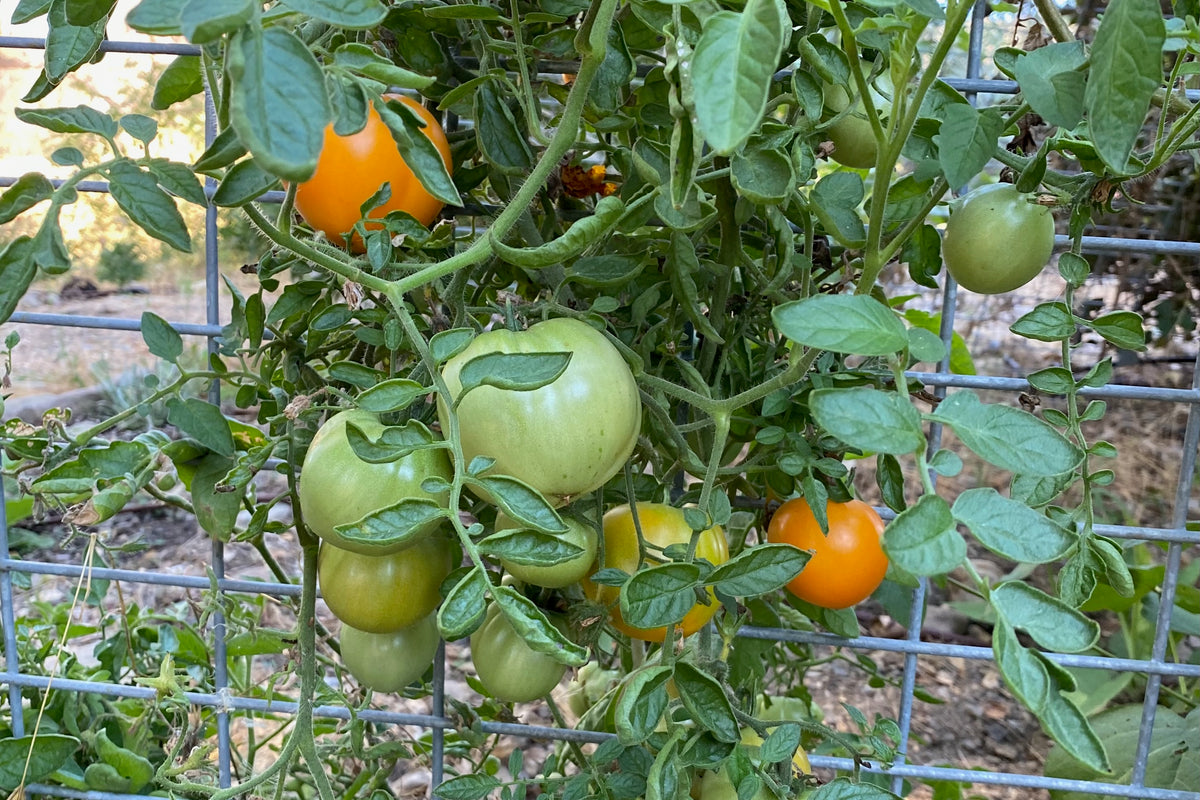 Siskiyou Orange Tomato unripe