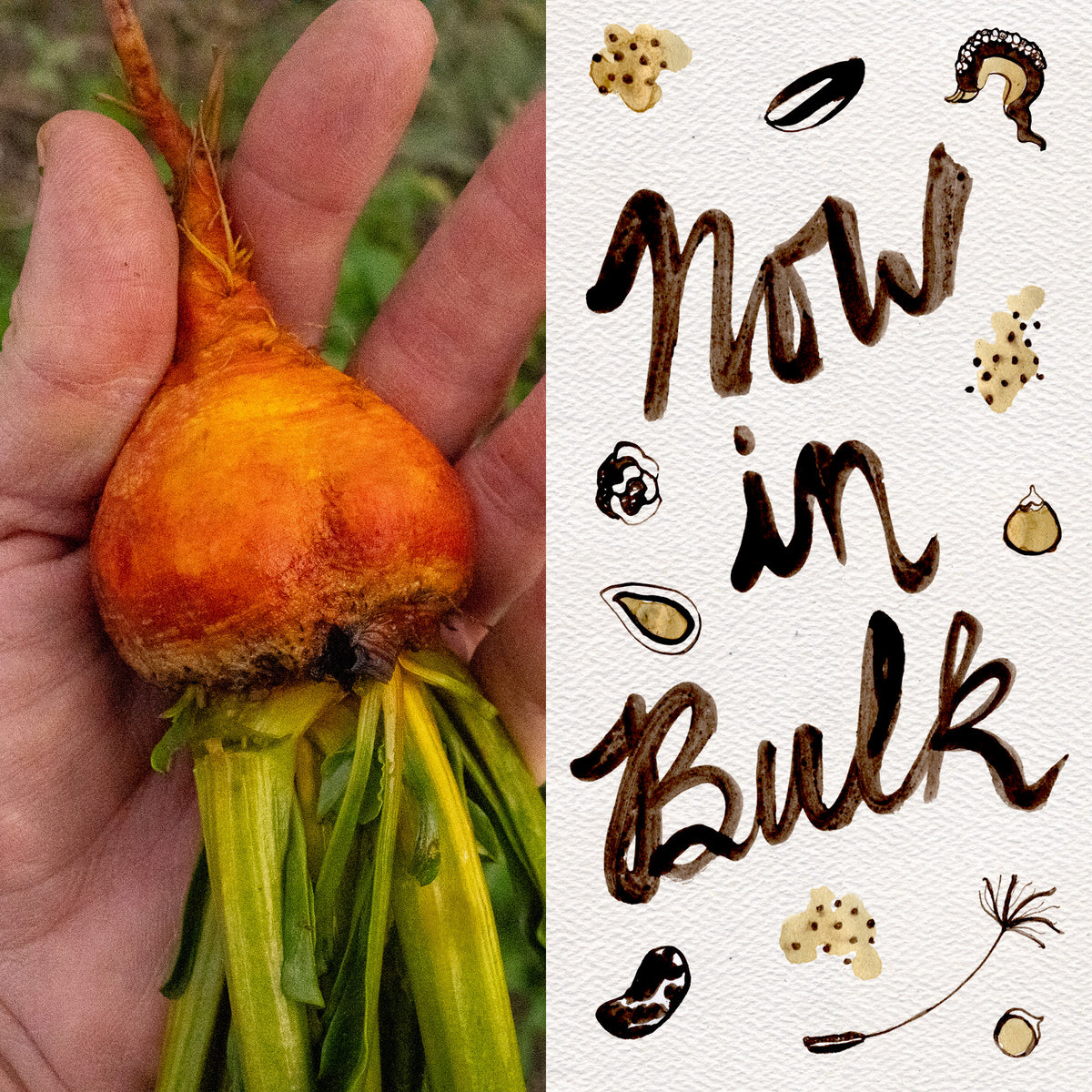 Touchstone Gold Beet