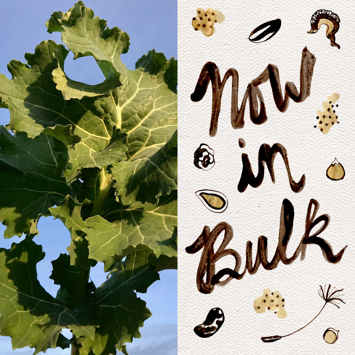 True Siberian Kale