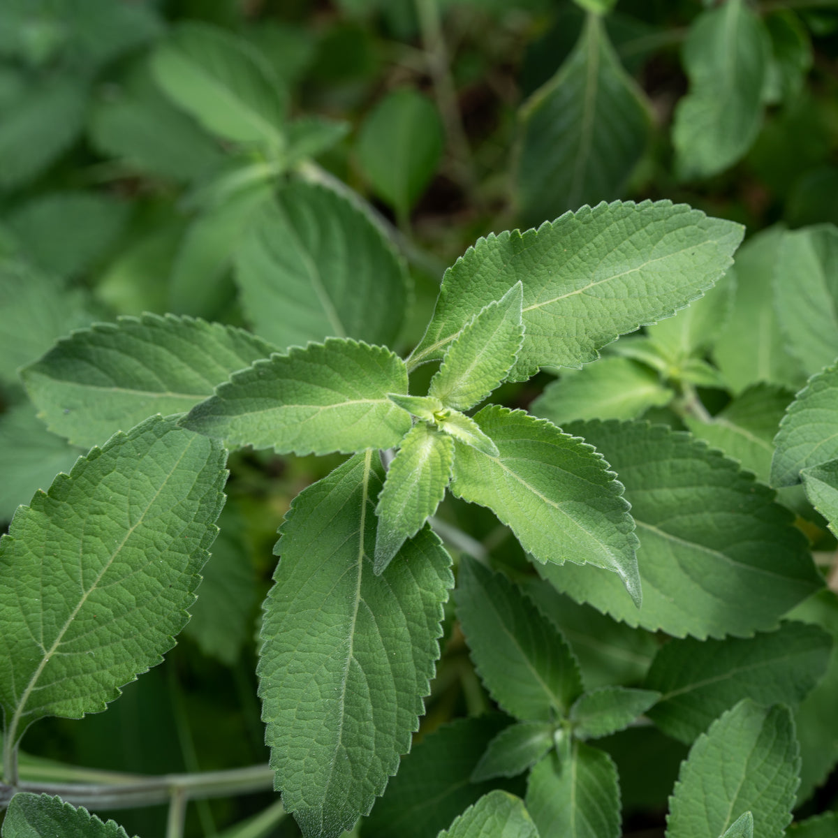 Holy Basil / Tulsi Seed Collection