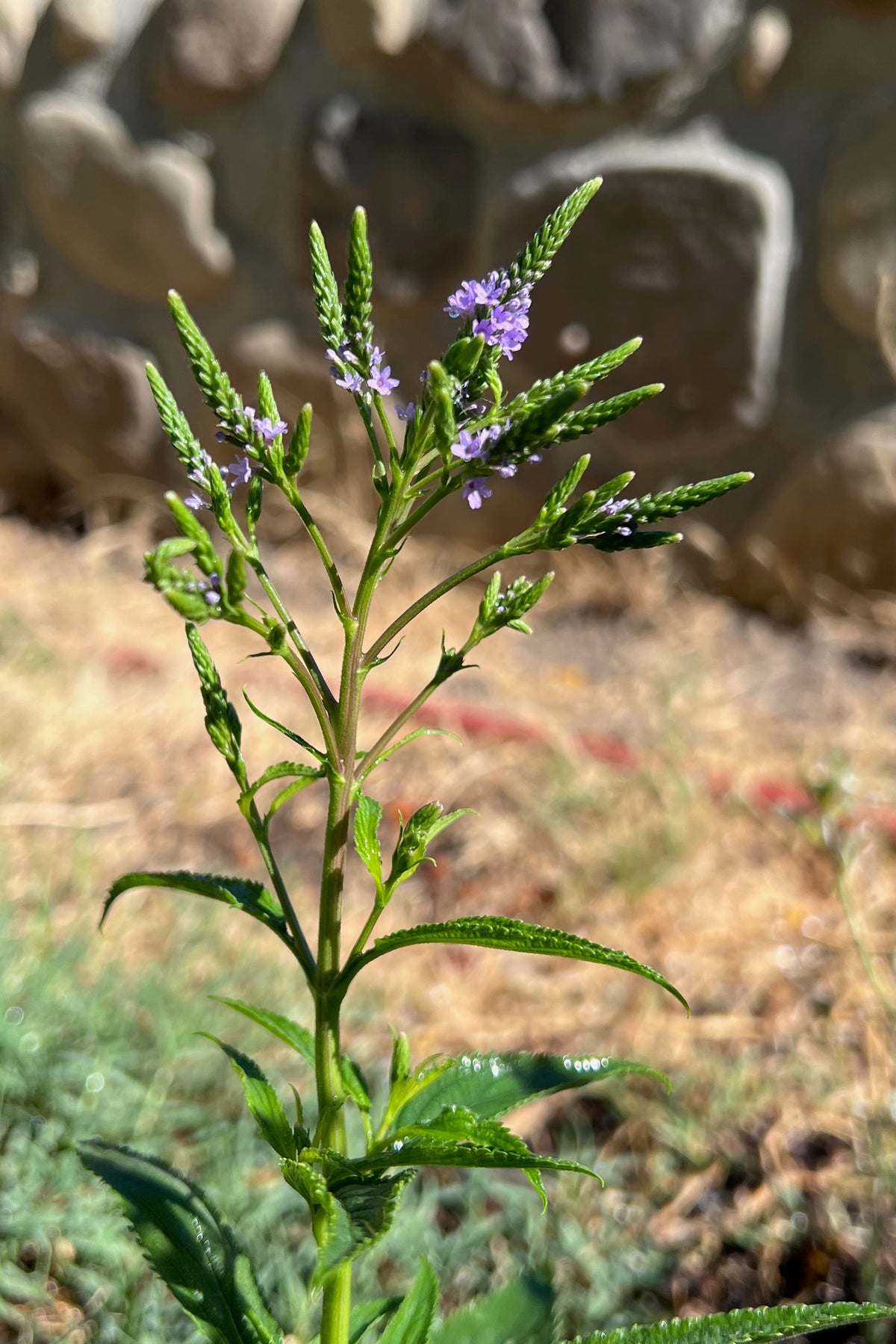 Blue Vervain