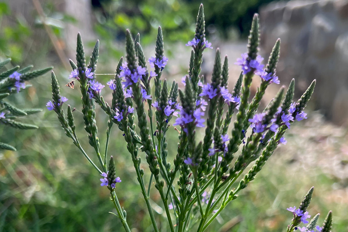 Blue Vervain