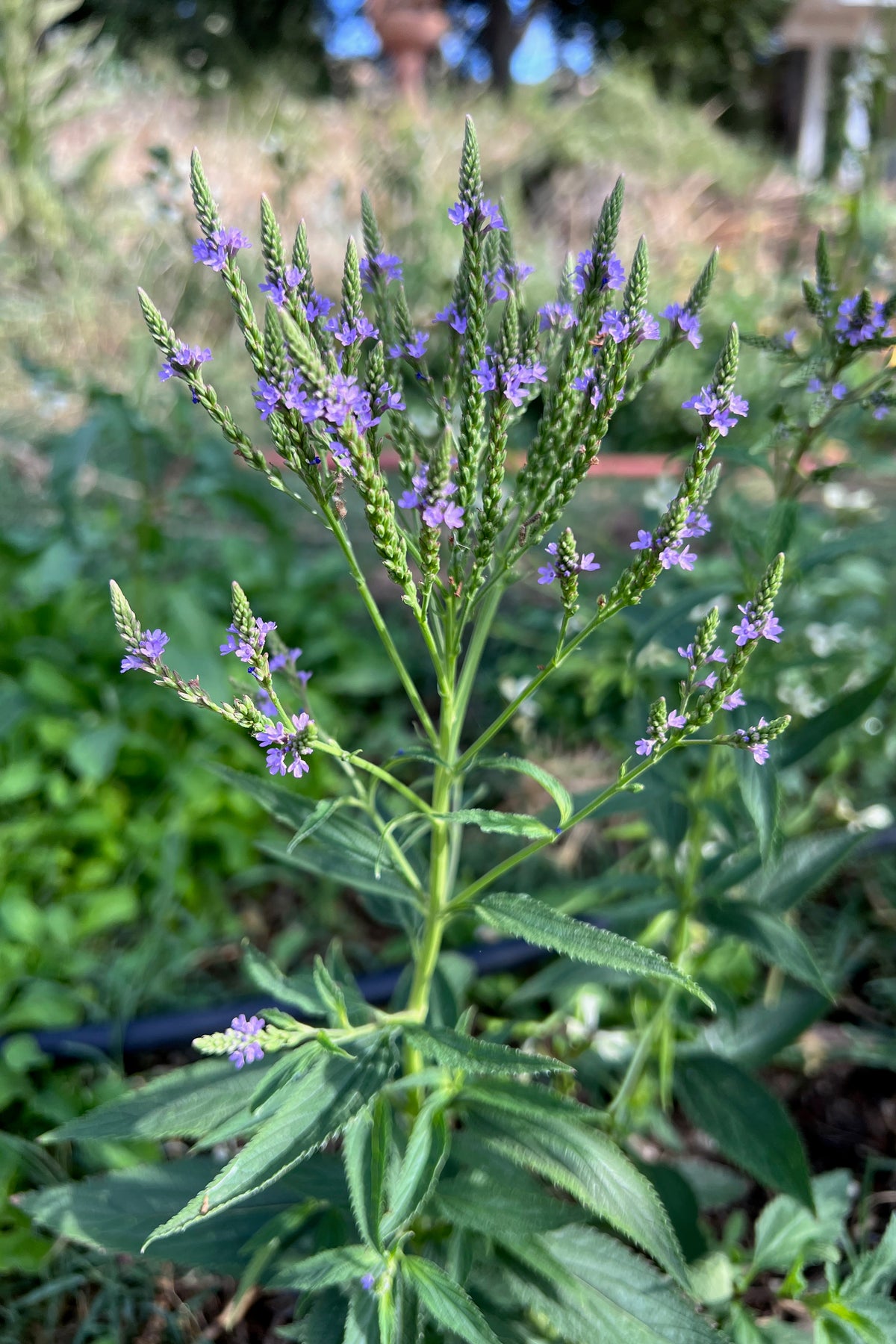 Blue Vervain