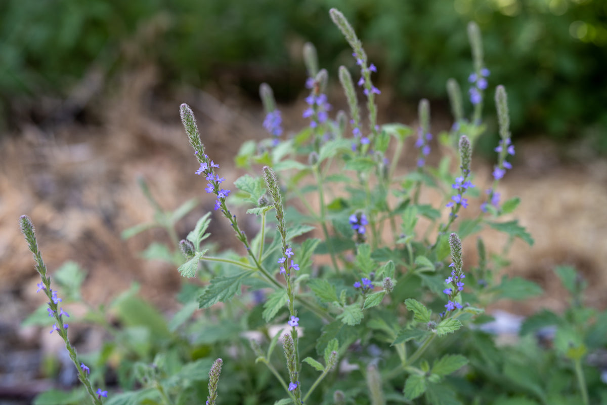 Western Vervain (Verbena lasiostachys) in flower / medium frame
