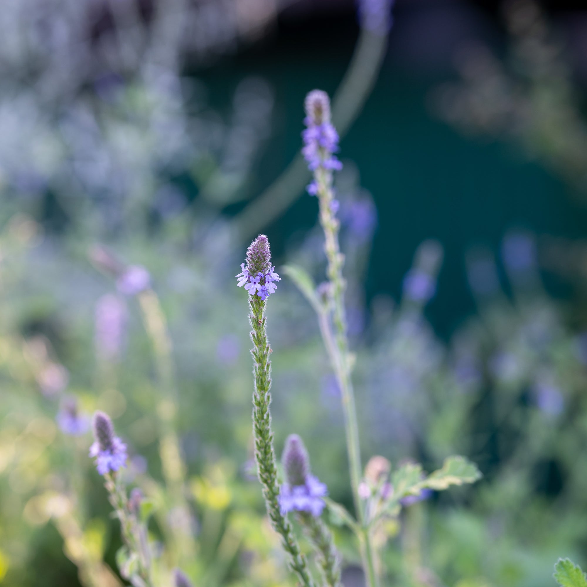 Western Vervain (Verbena lasiostachys) in flower / purple mint family perennial