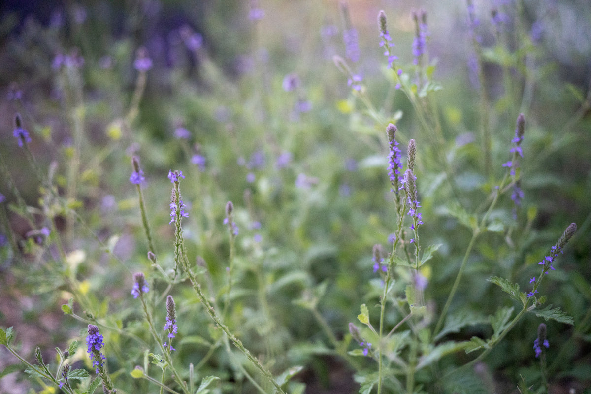 Western Vervain (Verbena lasiostachys) in flower / medium frame