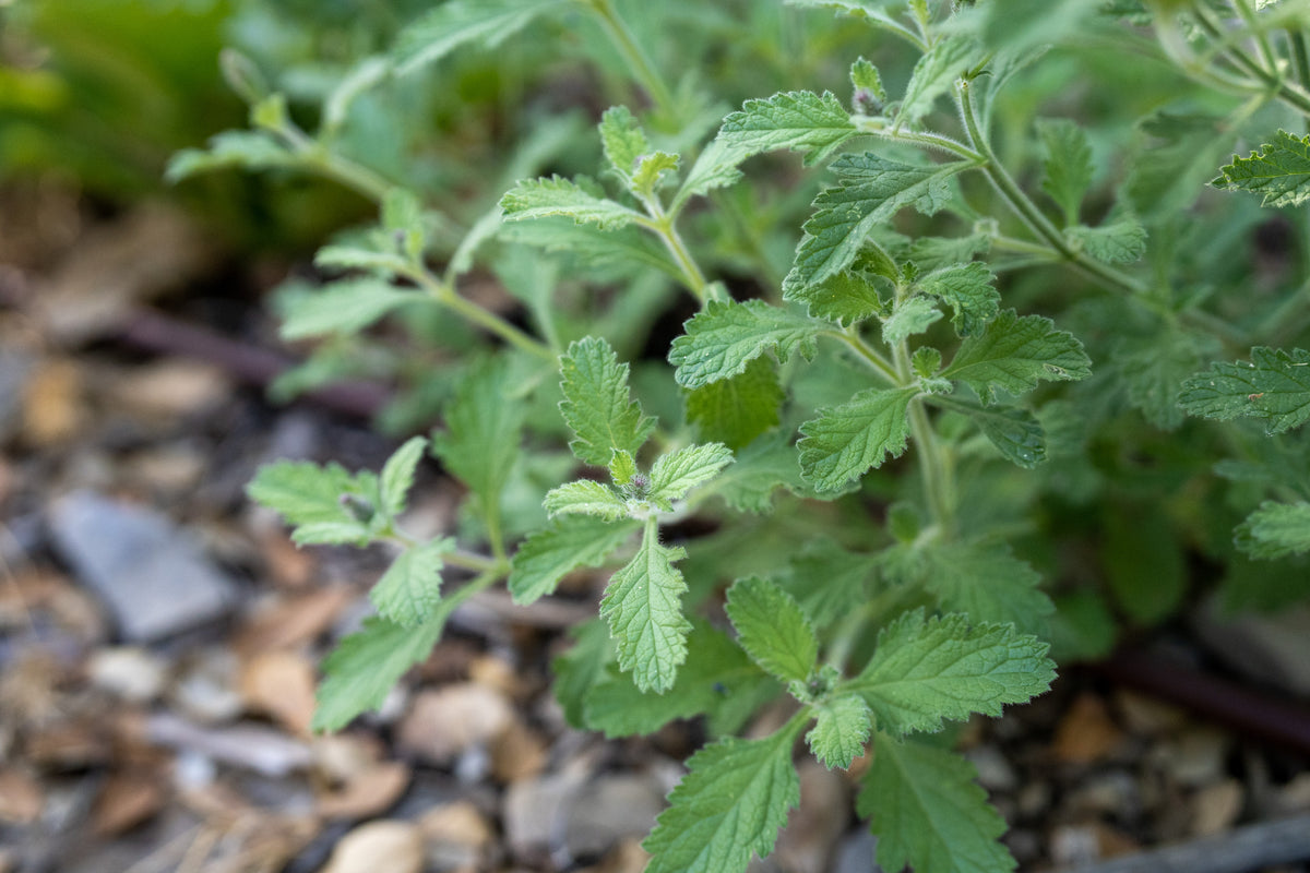Western Vervain (Verbena lasiostachys) leaves