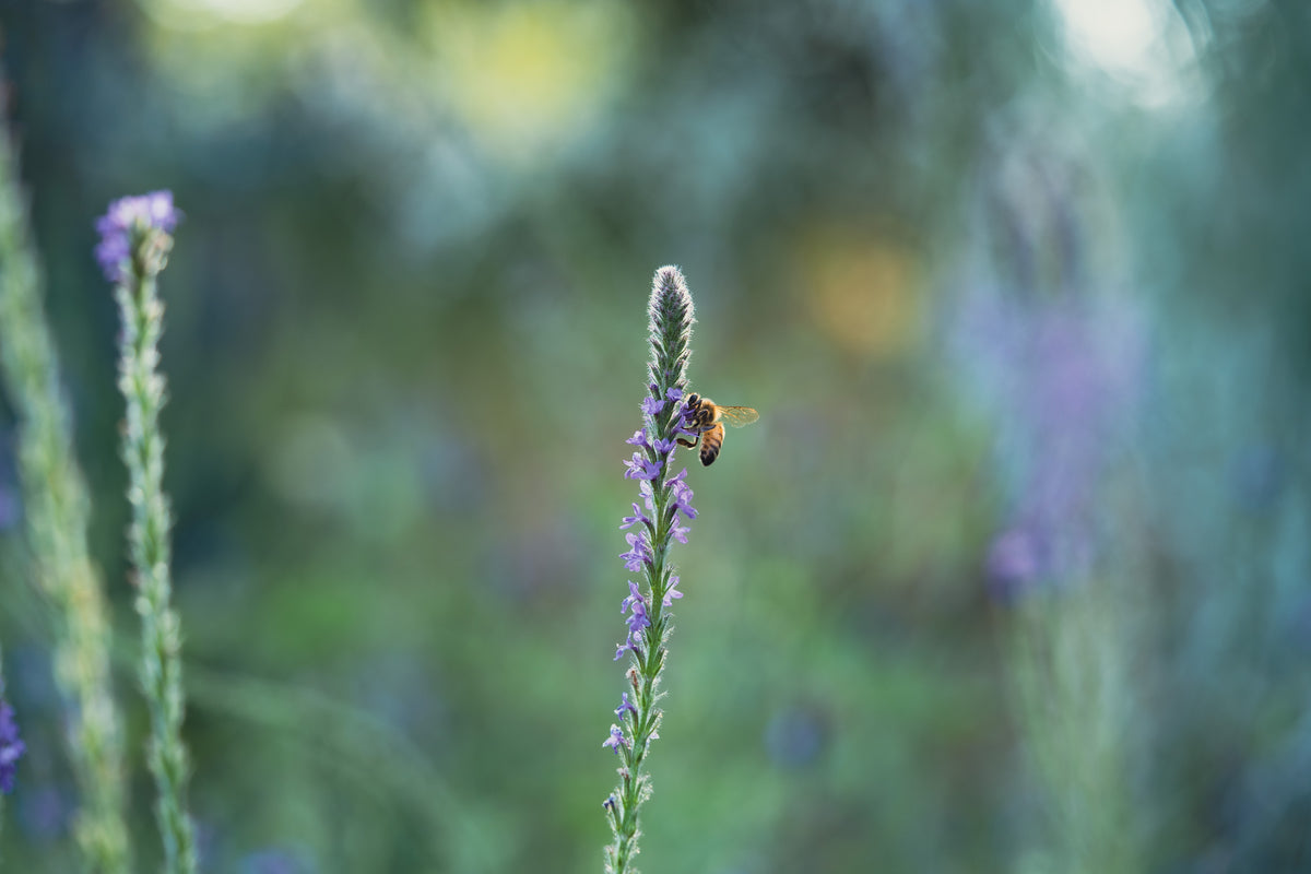 Western Vervain (Verbena lasiostachys) with bee on flower / medium frame