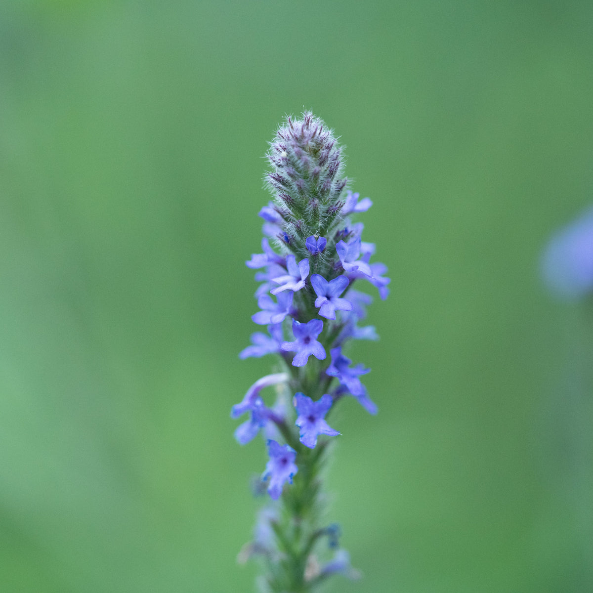 Western Vervain (Verbena lasiostachys) in flower macro closeup