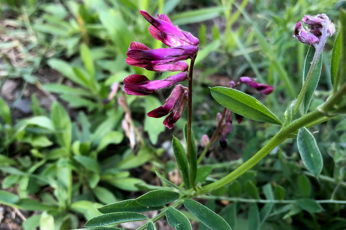 Purple Vetch plants growing